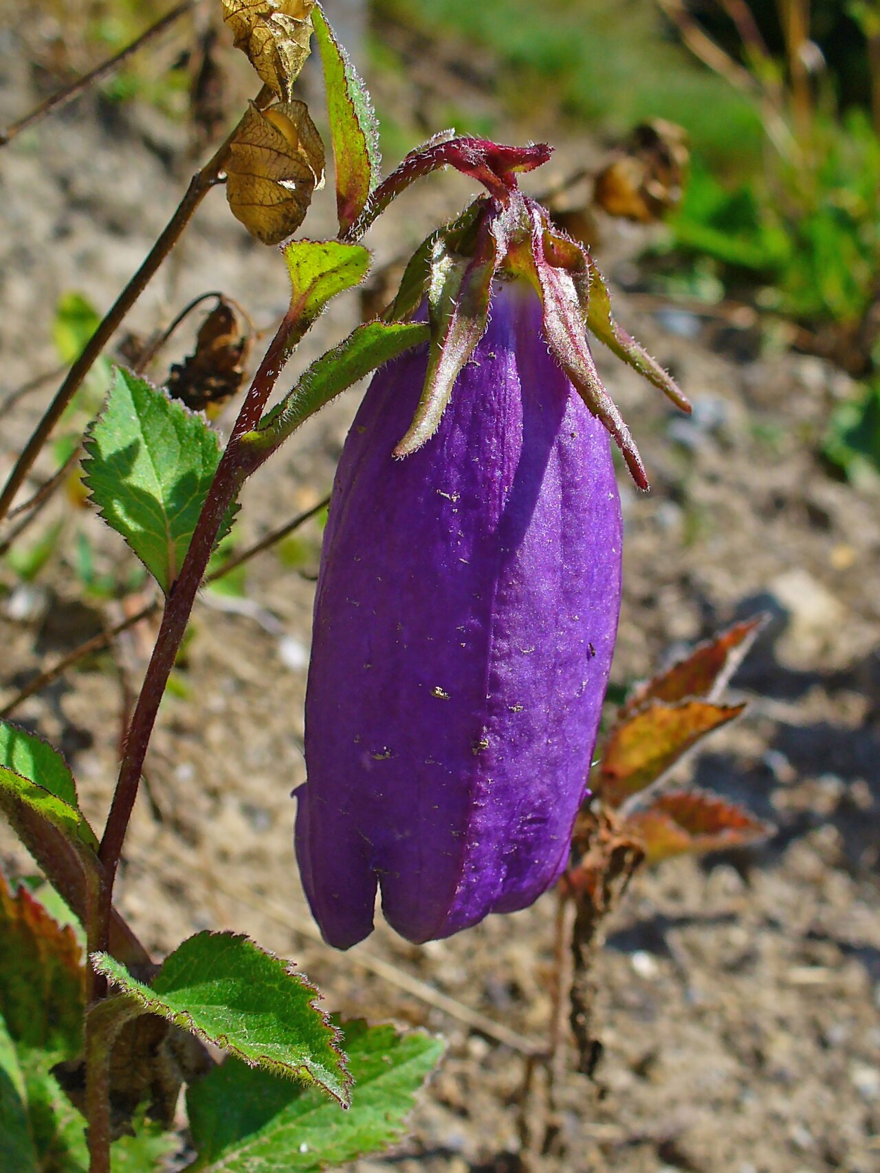 Spotted bellflower: Campanula punctata , Campanulaceae, Spotted bellflower, flower; Heidi's Flower Trail, St. Moritz, Engadin, Switzerland, altidude ca. 2.000 m.