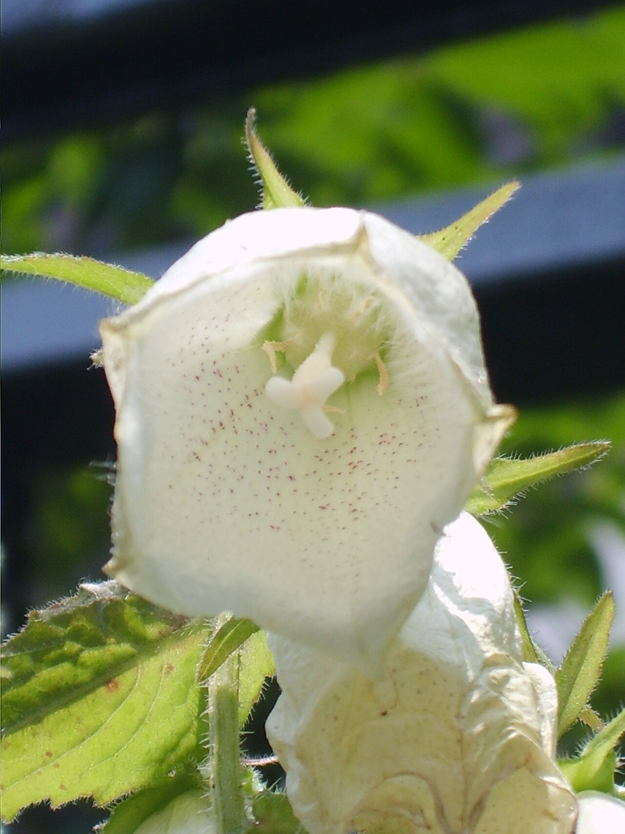 Spotted bellflower: Campanula punctata in Bupyung, Korea