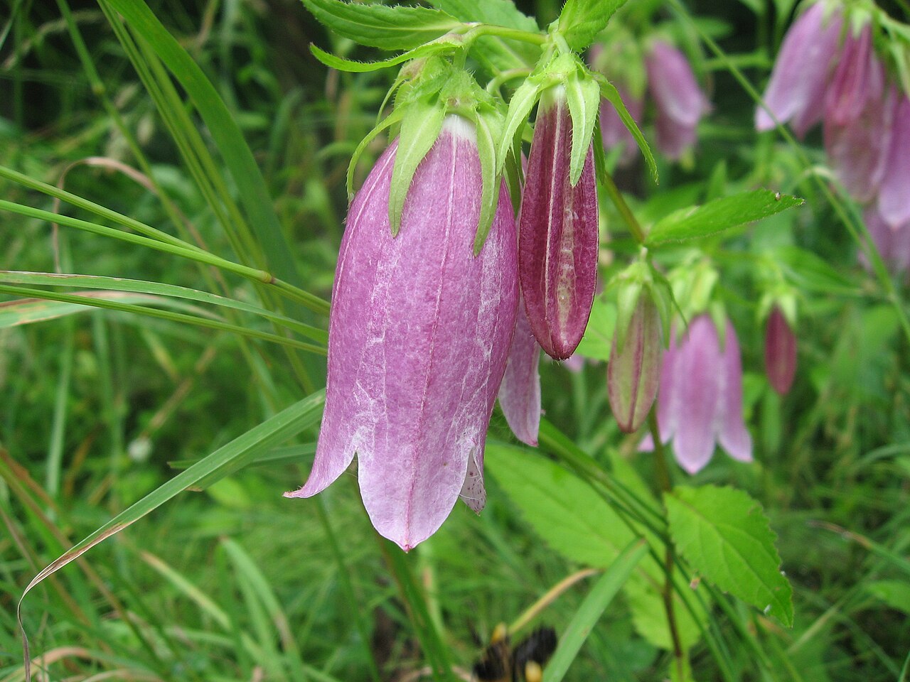 Spotted bellflower: Campanula punctata , Aizu are, Fukushima pref., Japan