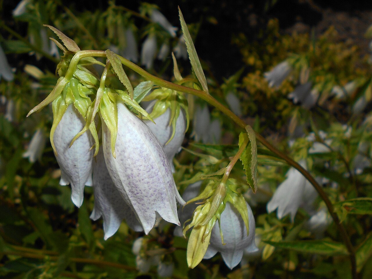 Spotted bellflower: Dzwonek kropkowany ( Campanula punctata ), Ogród Botaniczny UMCS w Lublinie