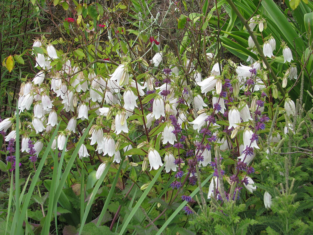 Spotted bellflower: This was a scuzzy little thing bought from the local farm shop and it's taken probably five years to gradually wend its way about the roots of this rose bush an
