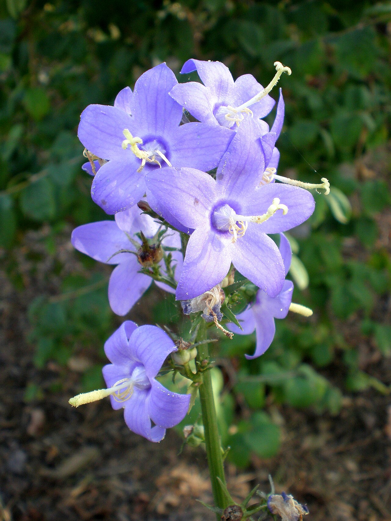 Campanula pyramidalis: Jardín Botánico de Barcelona.