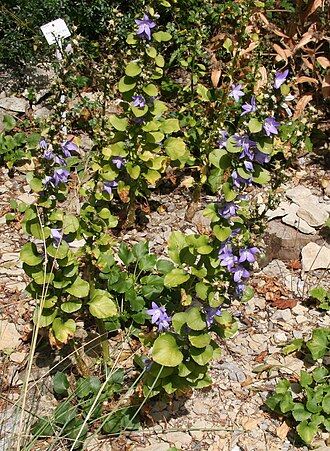 Campanula pyramidalis: Campanula pyramidalis im Botanischen Garten Dresden