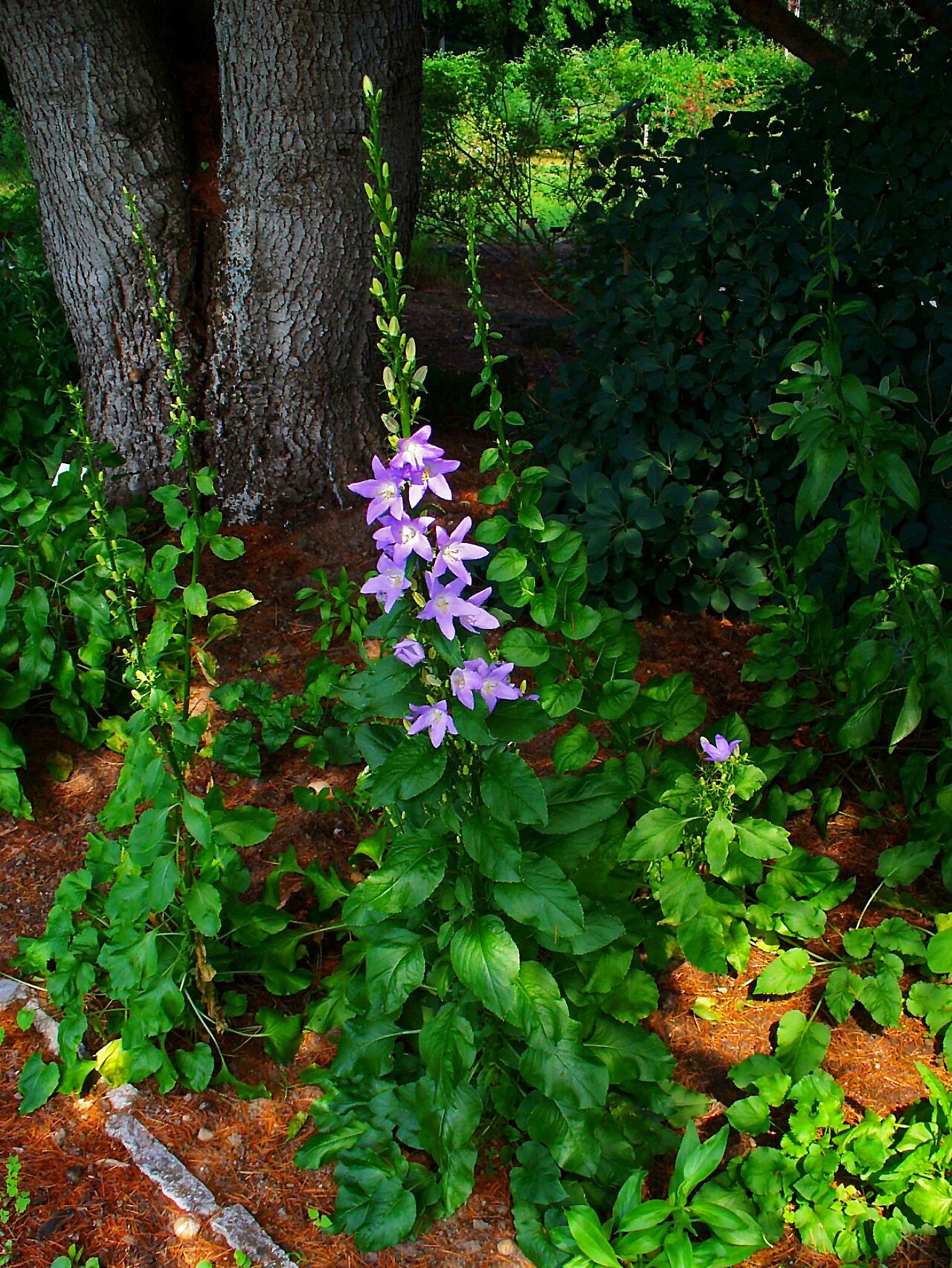 Campanula pyramidalis: Campanula pyramidalis , Campanulaceae, Chimney Bellflower, habitus; Botanical Garden KIT, Karlsruhe, Germany.