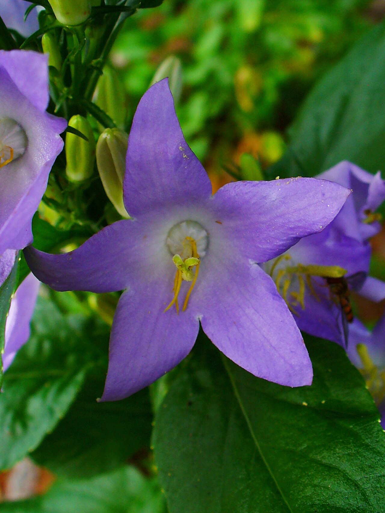 Campanula pyramidalis: Campanula pyramidalis , Campanulaceae, Chimney Bellflower, flower; Botanical Garden KIT, Karlsruhe, Germany.