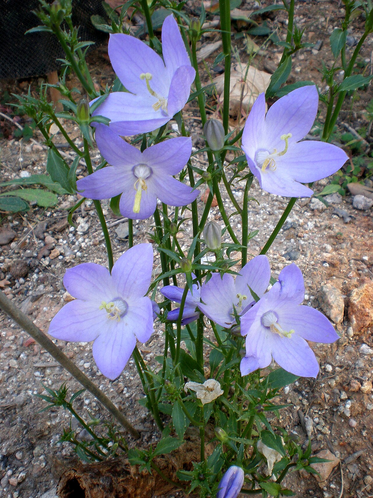 Campanula pyramidalis: Jardín Botánico de Barcelona.