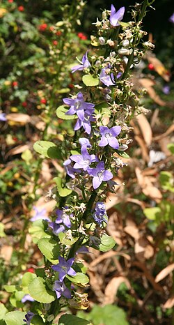 Campanula pyramidalis: Campanula pyramidalis im Botanischen Garten Dresden