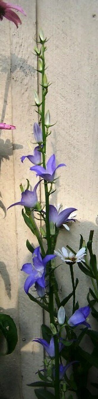 Campanula pyramidalis: Campanula pyramidalis in flower