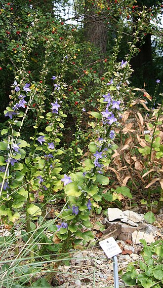 Campanula pyramidalis: Campanula pyramidalis im Botanischen Garten Dresden