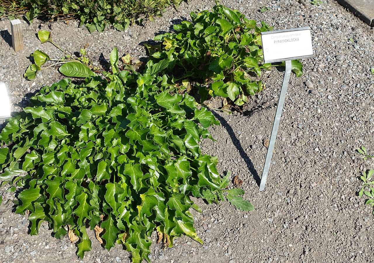 Campanula pyramidalis: Botanical specimen in the Bergianska trädgården - Stockholm, Sweden.