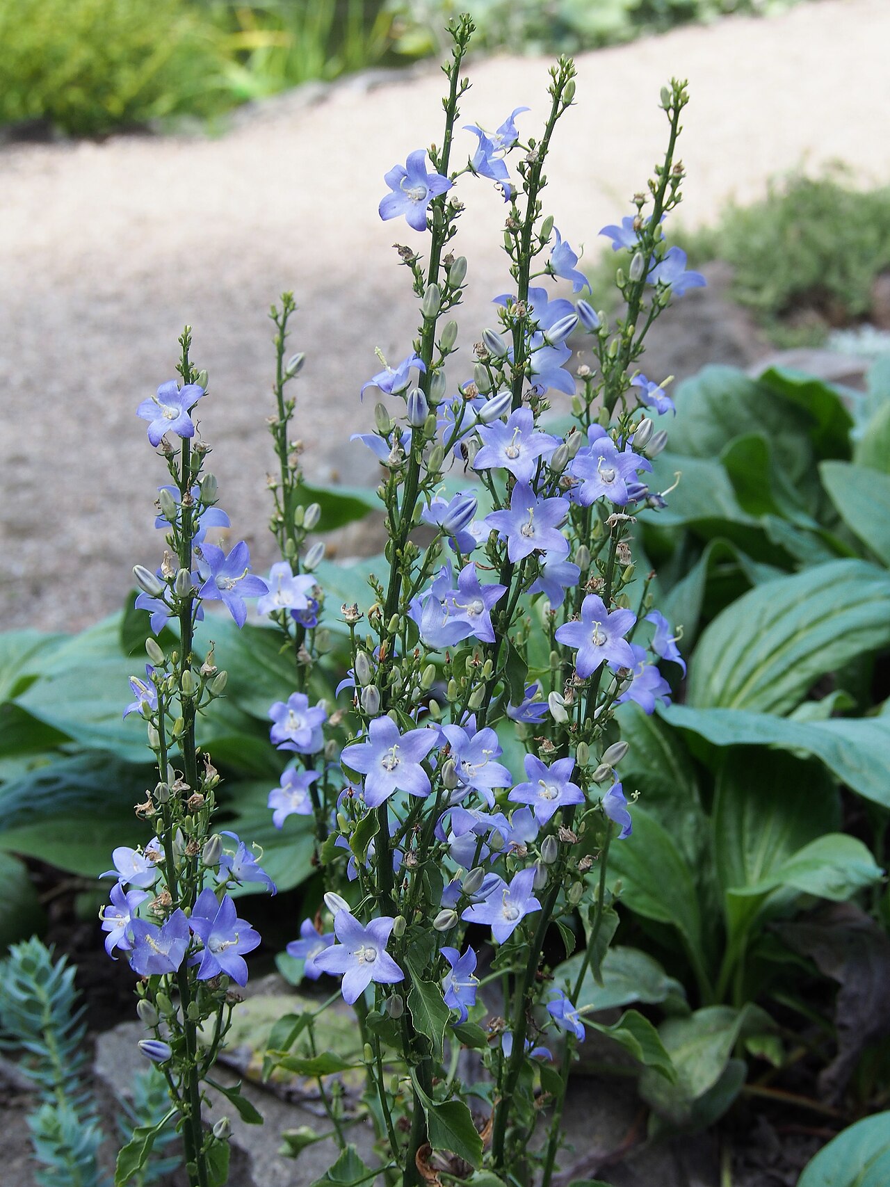 Campanula pyramidalis: Campanula pyramidalis , flowering, cultivated in Wrocław University Botanical Garden, Wrocław, Poland.