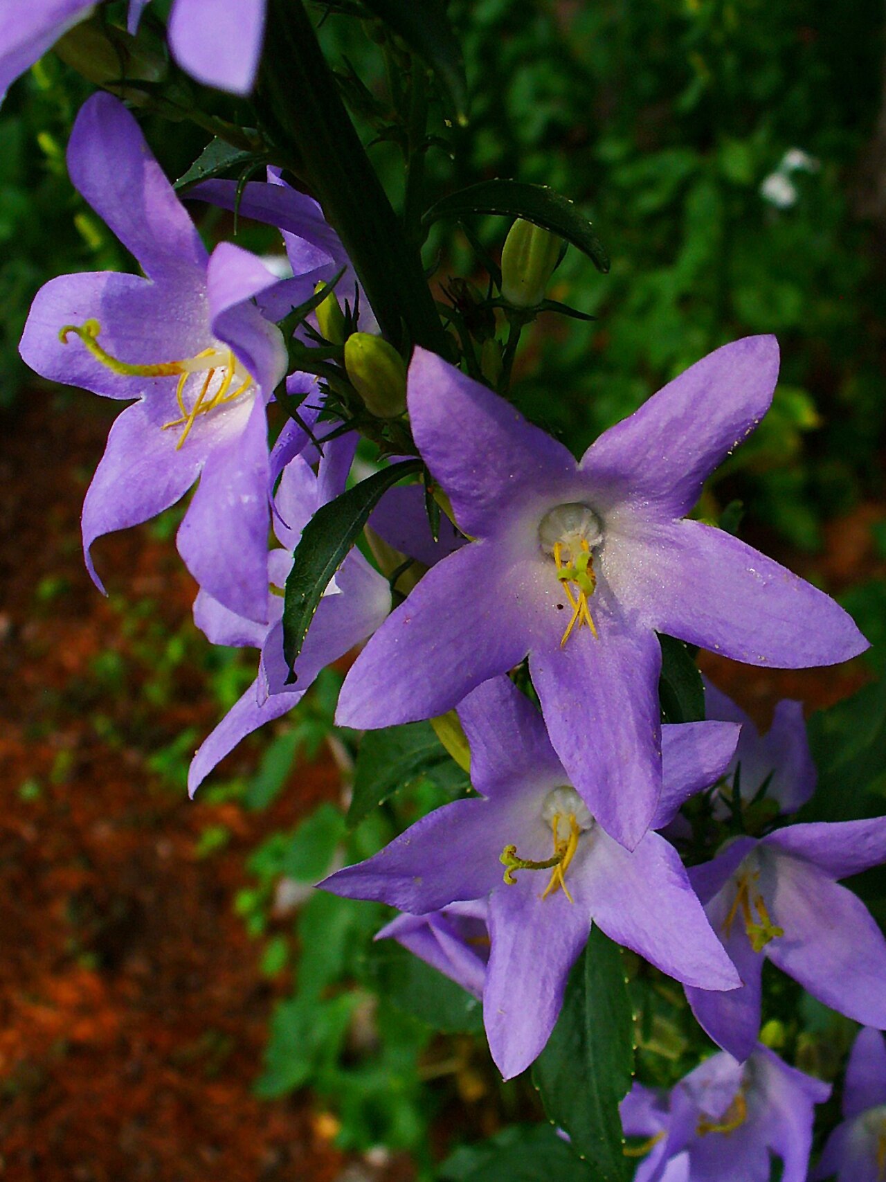 Campanula pyramidalis: Campanula pyramidalis , Campanulaceae, Chimney Bellflower, flowers; Botanical Garden KIT, Karlsruhe, Germany.