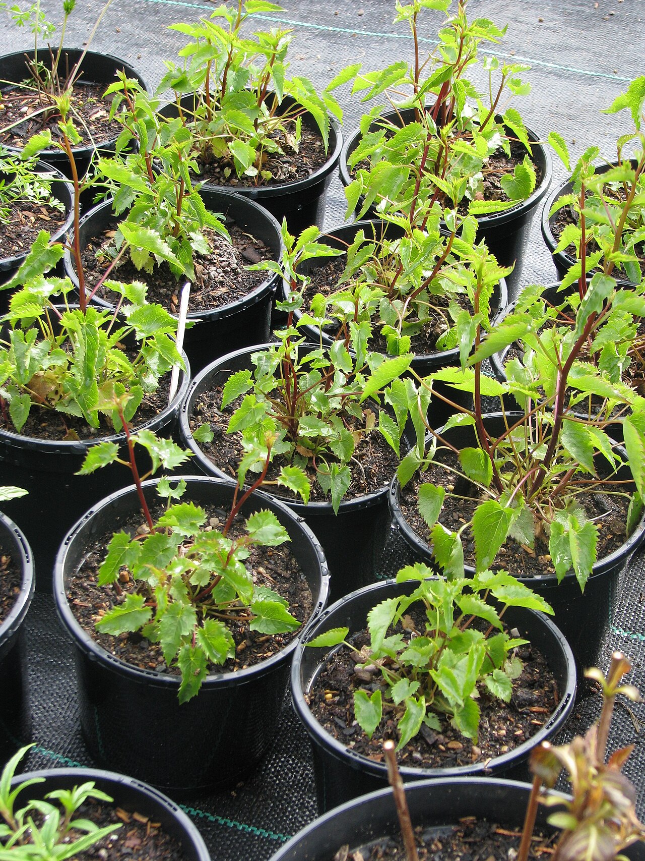 Campanula raddeana: Potting these on I did notice they run quite vigorously - so not something for the delicate alpine raised bed perhaps. 1L pots