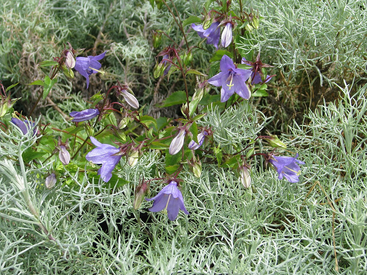 Campanula raddeana: A nice looking species - the dark stems and glossy leaves set off the relatively large flowers well. Like many bell flowers though - it is a bit of a runner.
