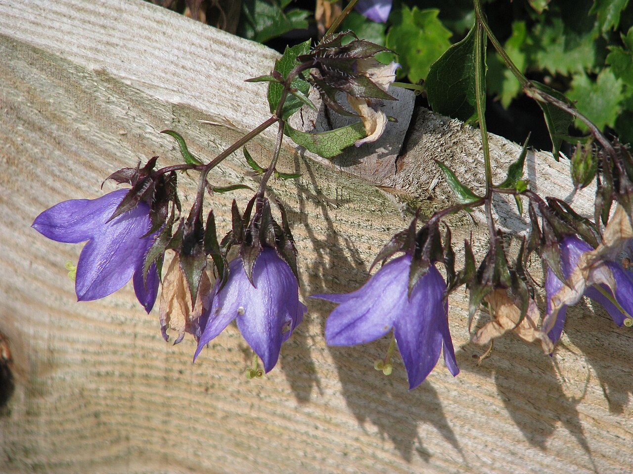 Campanula raddeana: Campanula raddeana