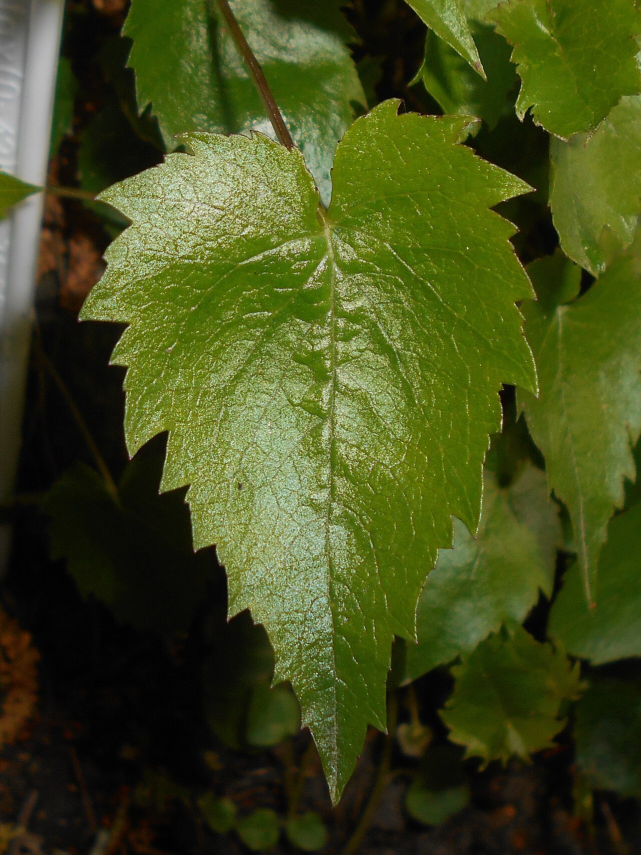 Campanula raddeana: Dzwonek Raddego ( Campanula raddeana ), Ogród Botaniczny UMCS w Lublinie.