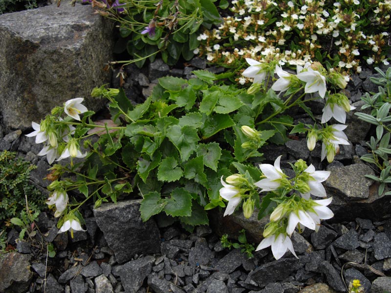 Campanula raddeana: Campanula kermularia 'Alba'