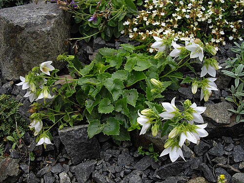 Campanula raddeana: Campanula kermularia 'Alba'