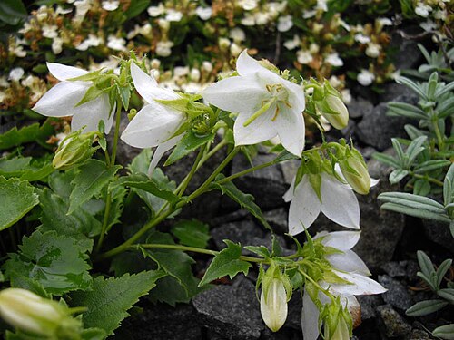 Campanula raddeana: Campanula kermularia 'Alba'