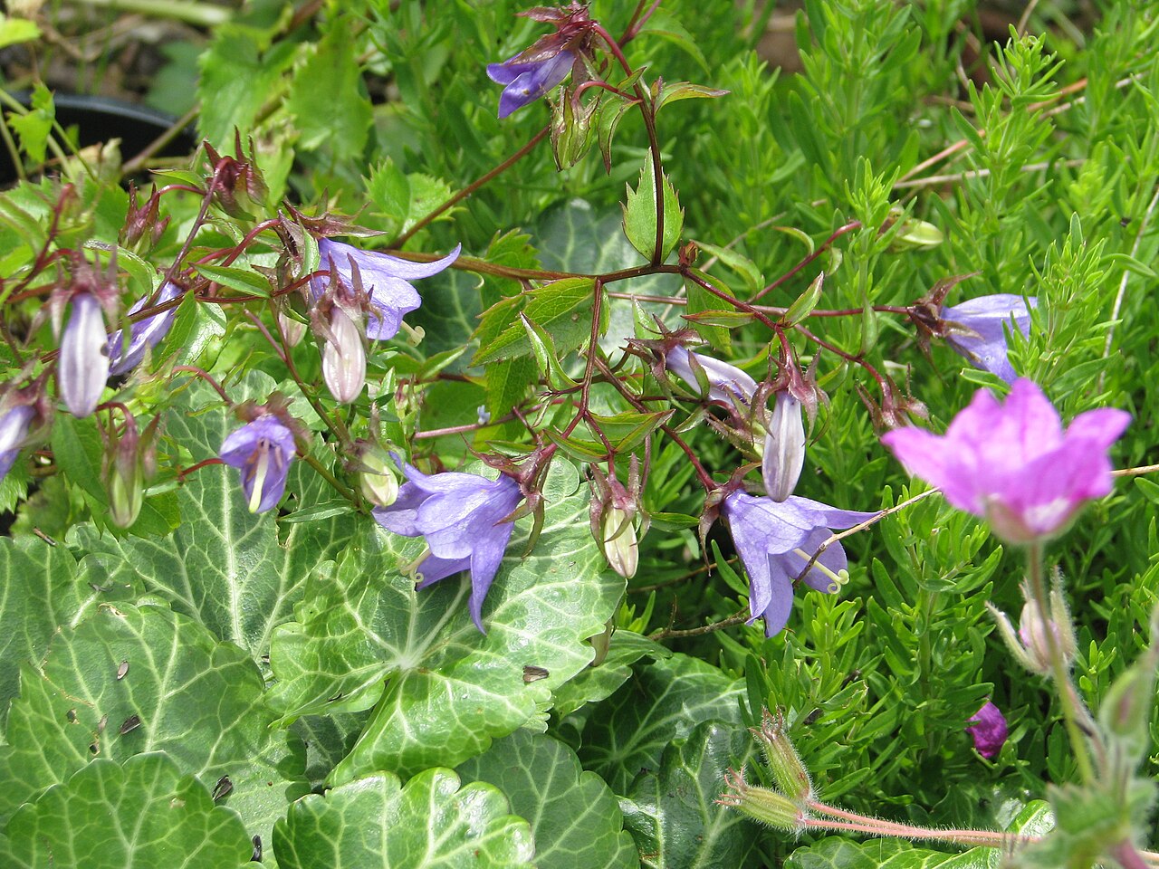 Campanula raddeana: A bit of a cheat - this is still in its pot. I'm trying to get a decent shot of it for the catalogue.