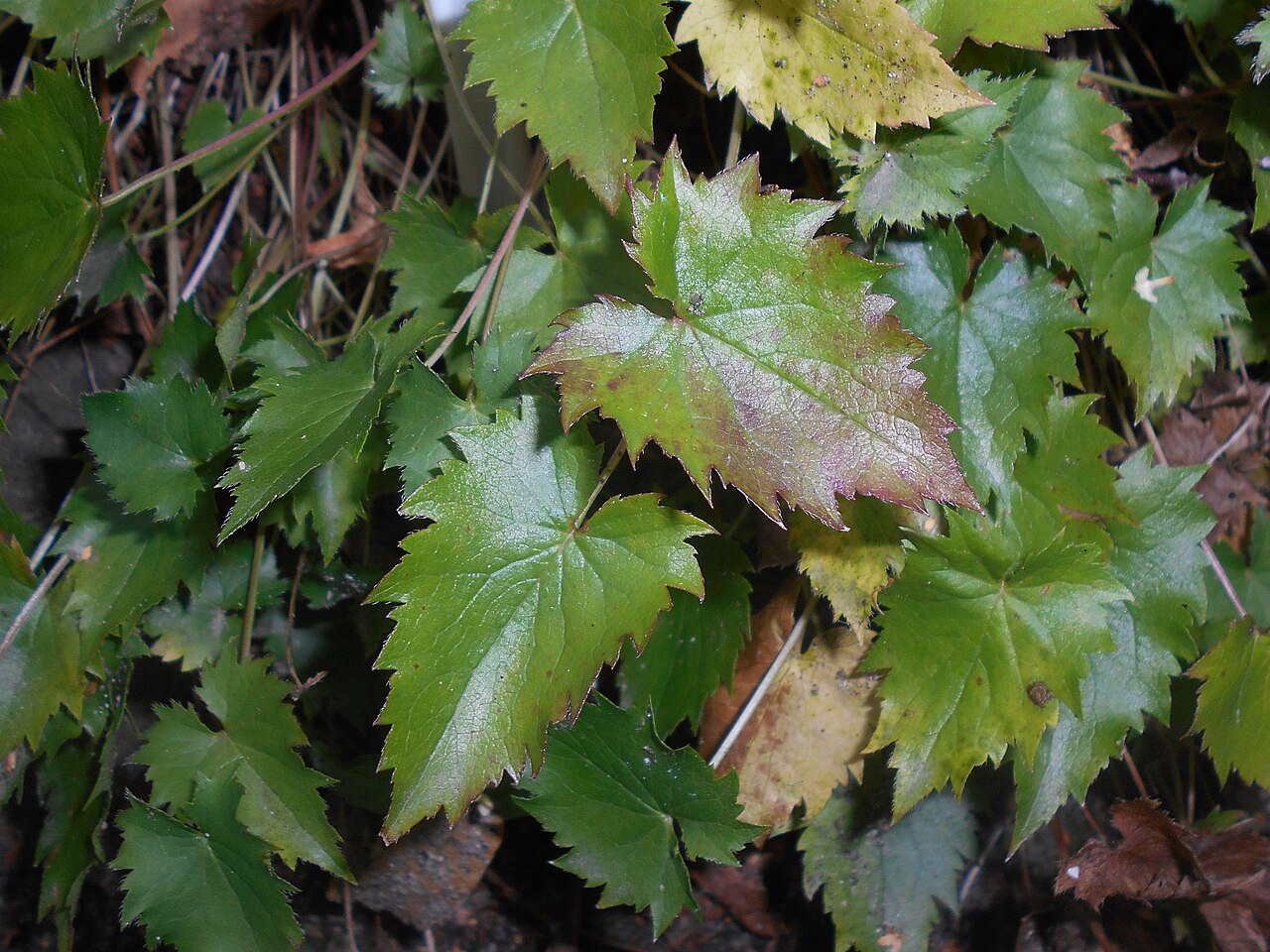Campanula raddeana: Dzwonek Raddego ( Campanula raddeana ), Ogród Botaniczny UMCS w Lublinie.