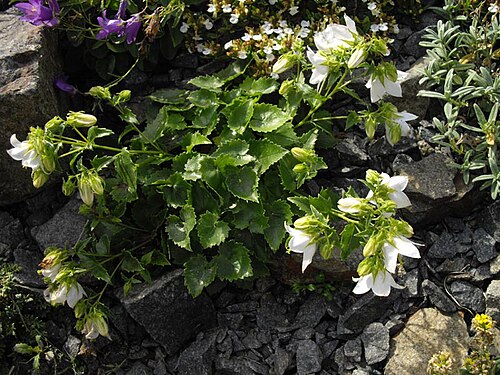 Campanula raddeana: Campanula kermularia 'Alba'
