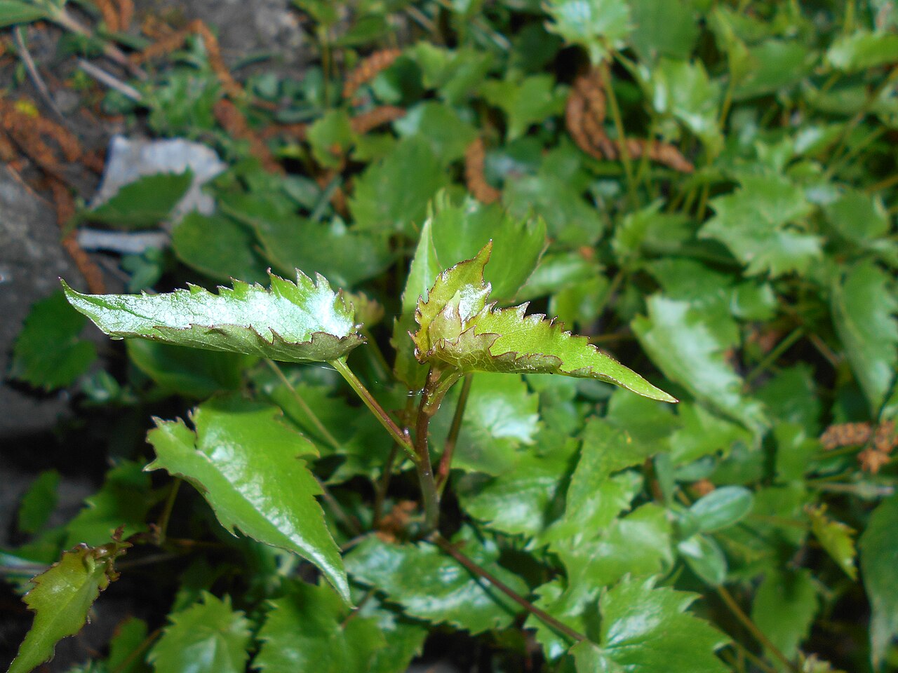 Campanula raddeana: Dzwonek Raddego ( Campanula raddeana ), Ogród Botaniczny UMCS w Lublinie.