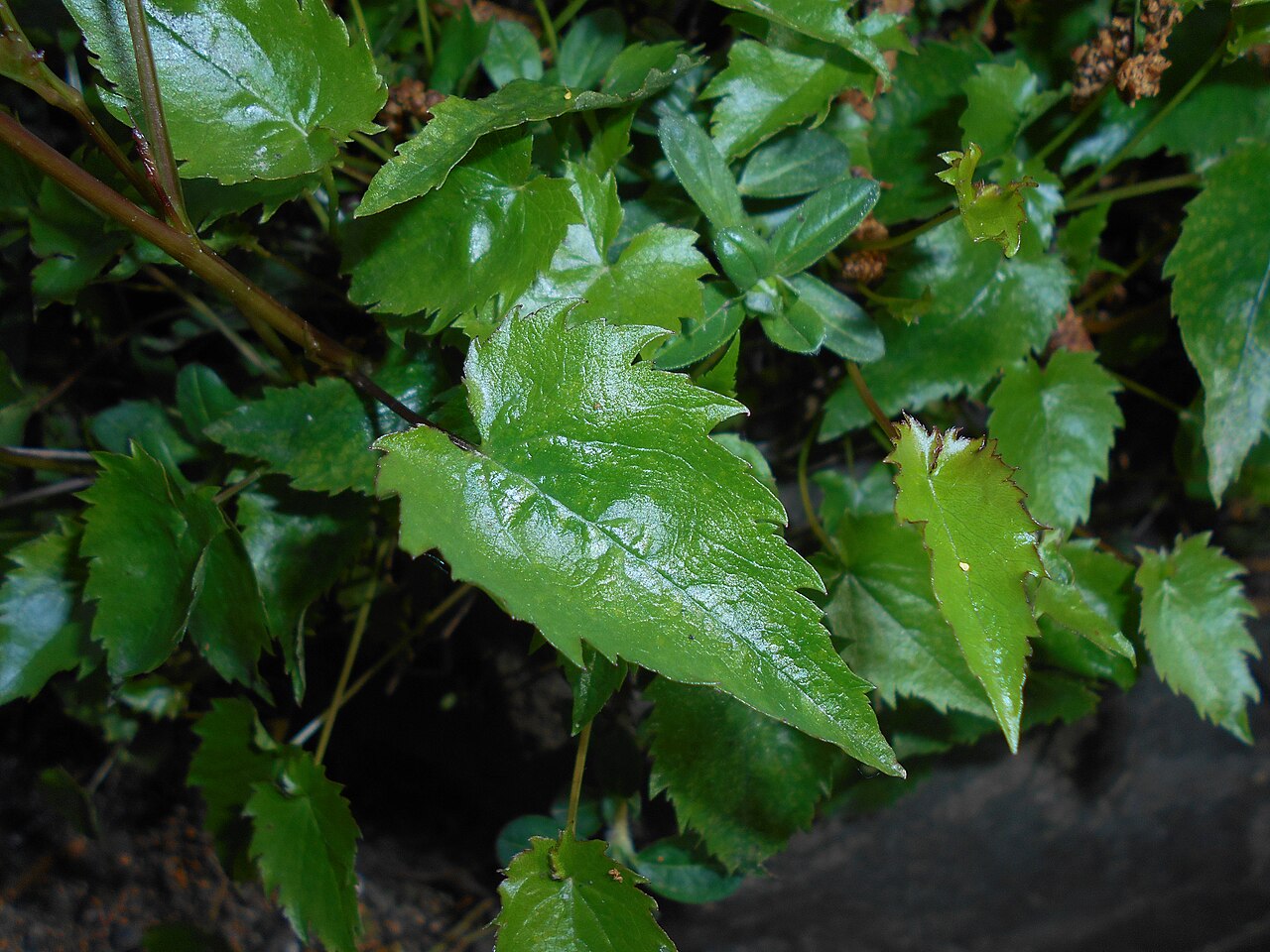 Campanula raddeana: Dzwonek Raddego ( Campanula raddeana ), Ogród Botaniczny UMCS w Lublinie.