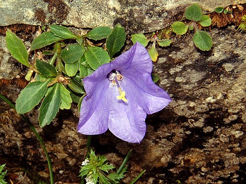 Campanula rainerii: Images of Esino Lario and Grigna Settentrionale. Courtesy Archivio Pietro Pensa, photo by Carlo Maria Pensa. This is Campanula raineri .