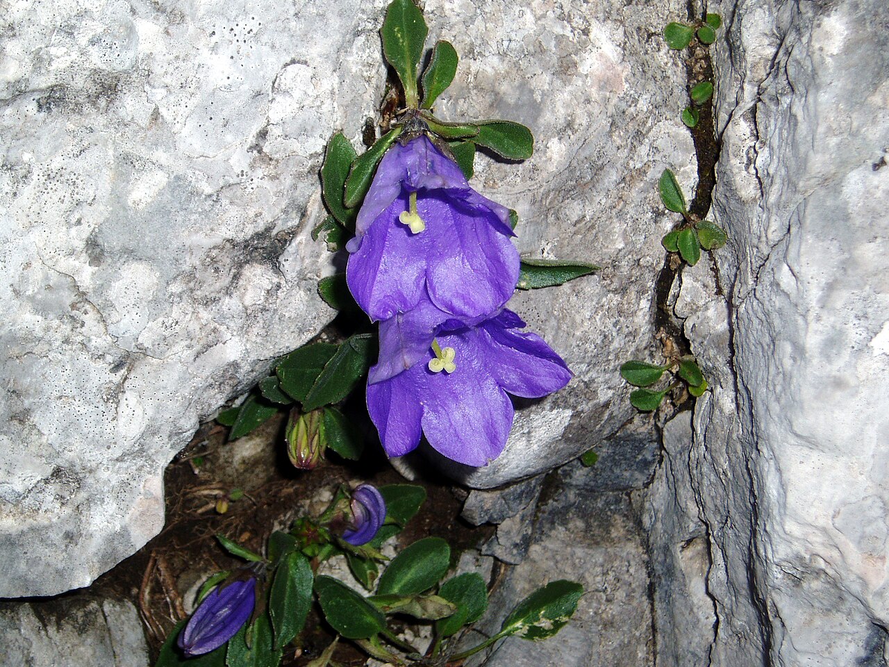 Campanula rainerii: Image of Esino Lario and Grigna. Courtesy Archivio Pietro Pensa, photo by Carlo Maria Pensa. This is Campanula raineri .