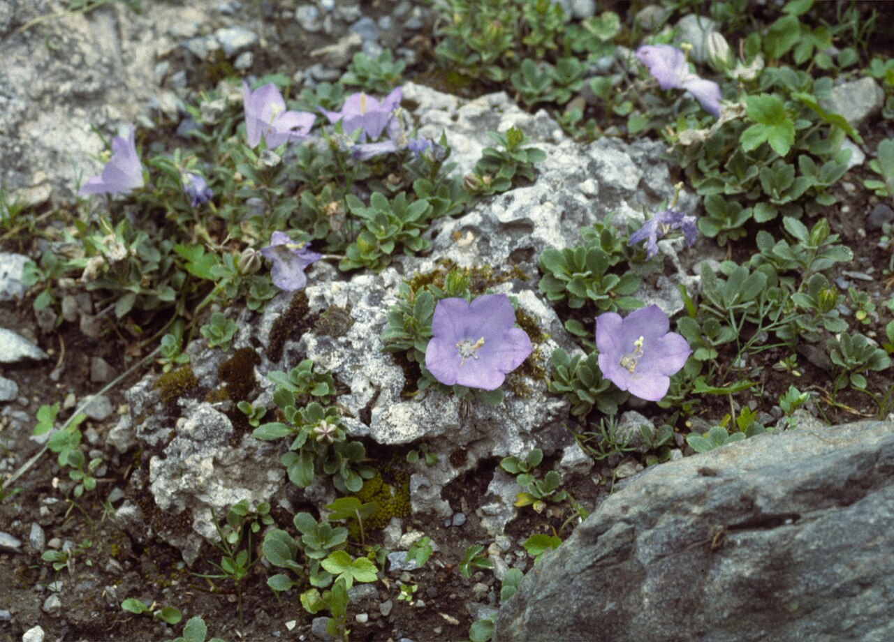 Campanula rainerii: Campanula raineri is a species of alpine flowering plant of the family Campanulaceae. Stelvio National Park, Italy