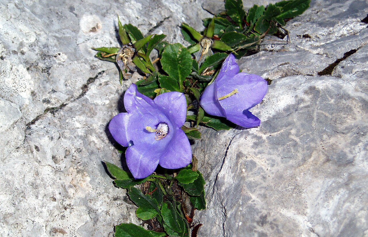 Campanula rainerii: Image of Esino Lario and Grigna. Courtesy Archivio Pietro Pensa, photo by Carlo Maria Pensa. This is Campanula raineri .