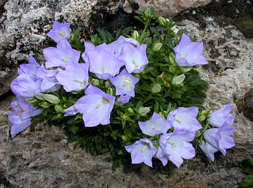 Campanula rainerii: Campanula raineri