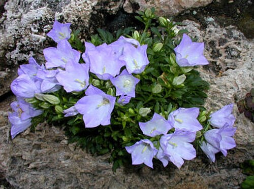 Campanula rainerii: Campanula raineri