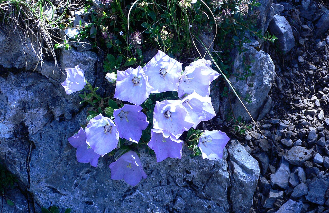Campanula rainerii: Image of Esino Lario and Grigna. Courtesy Archivio Pietro Pensa, photo by Carlo Maria Pensa. This is Campanula raineri