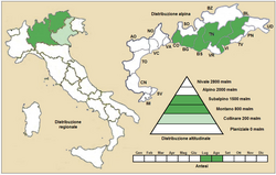 Campanula rainerii: Campanula raineri - Distribuzione