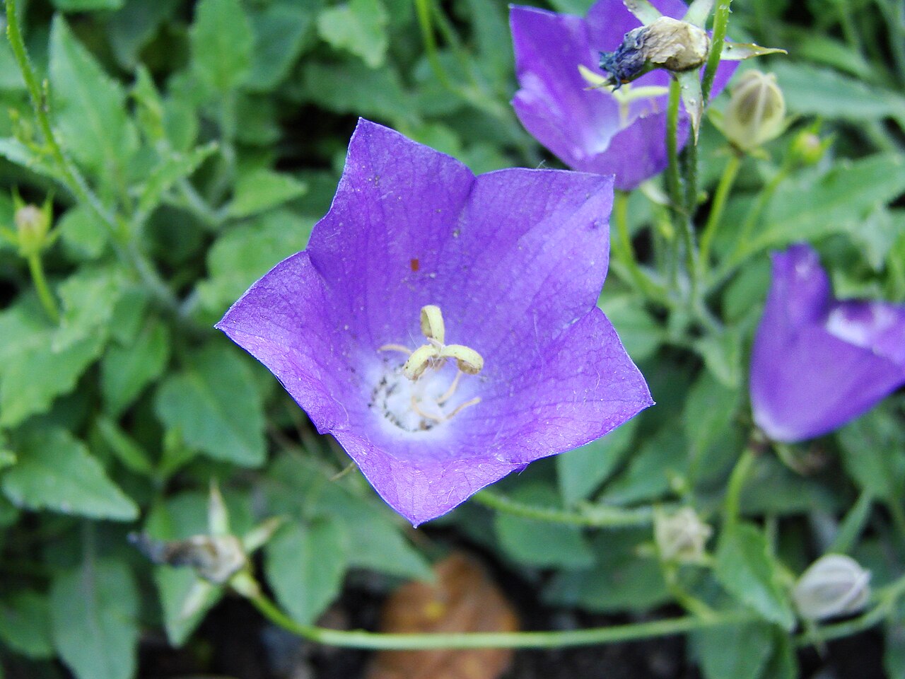 Campanula rainerii: Picture taken in the university botanical garden of Wrocław (Poland): Campanula raineri Perpenti