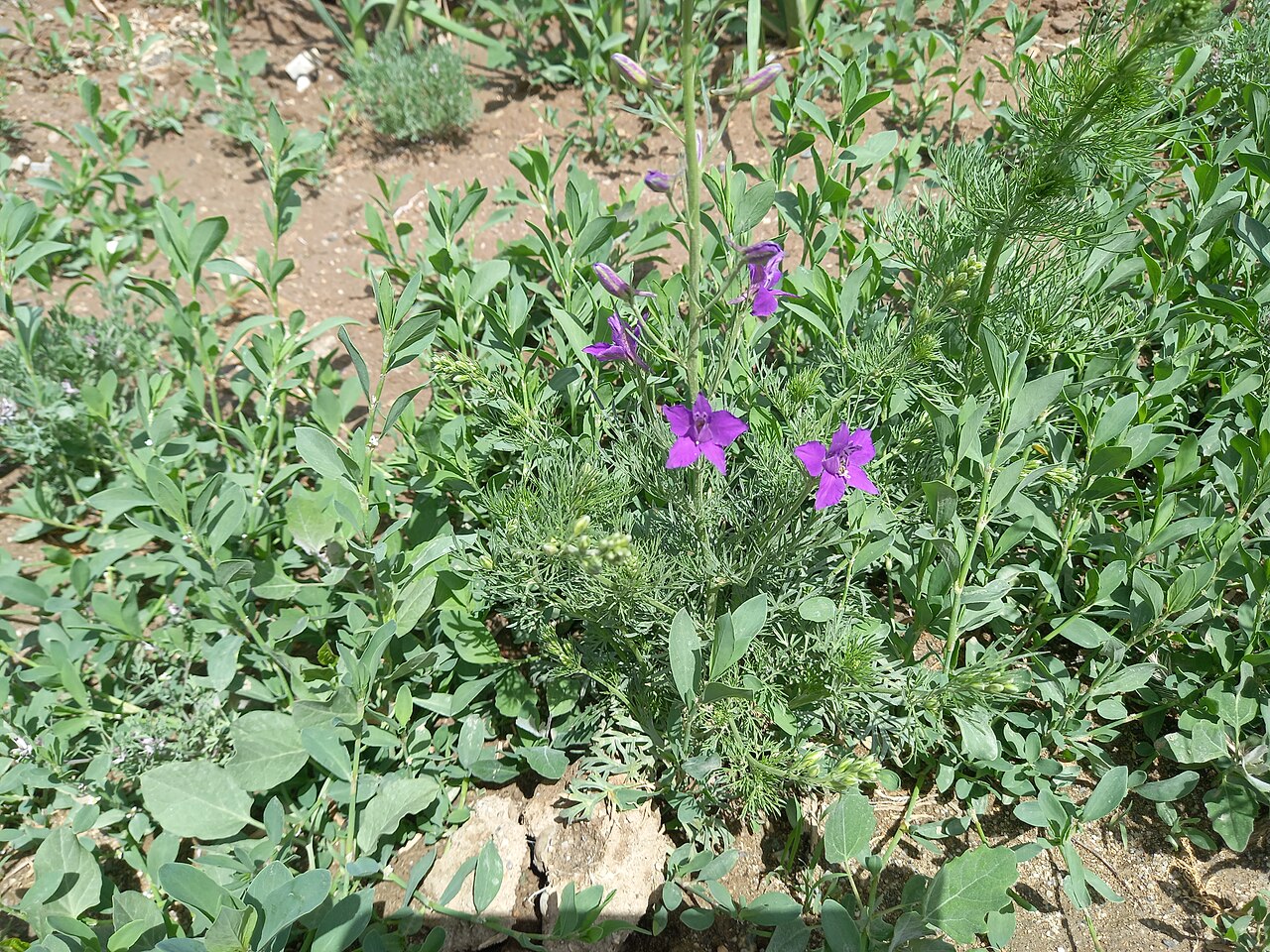 Campanula ramosissima: کامپانولا راموسیسیما/ گونهای از دشت بهار