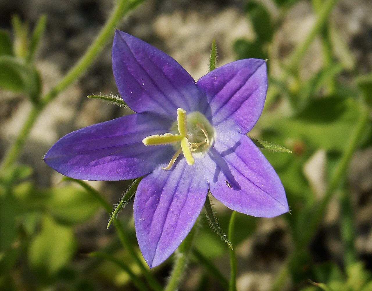 Campanula ramosissima: Berat, Albania