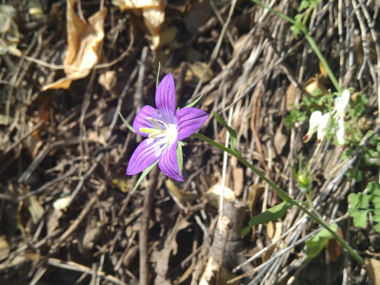 Campanula ramosissima: Campanula ramosissima