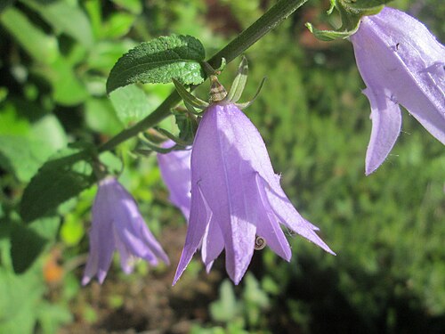 Rampion bellflower: Acker-Glockenblume ( Campanula rapunculoides ) in Brebach