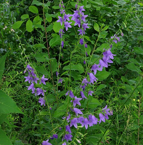 Rampion bellflower: Creeping Bellflower ( Campanula rapunculoides ), Ottawa, Ontario, Canada
