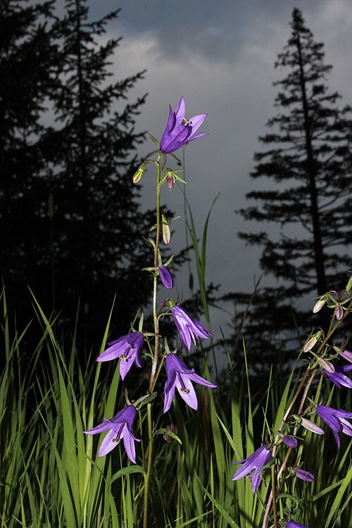 Rampion bellflower: Acker-Glockenblume