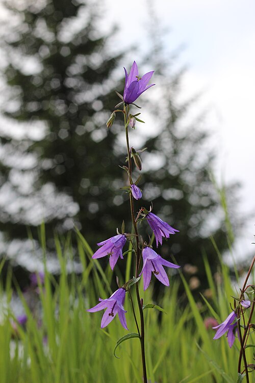 Rampion bellflower: Acker-Glockenblume