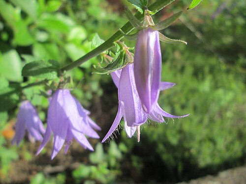 Rampion bellflower: Acker-Glockenblume ( Campanula rapunculoides ) in Brebach