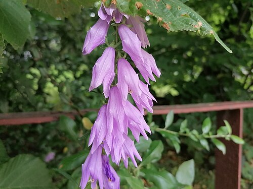 Rampion bellflower: Creeping bellflower (Campanula rapunculoides L.), Bytom, Poland.