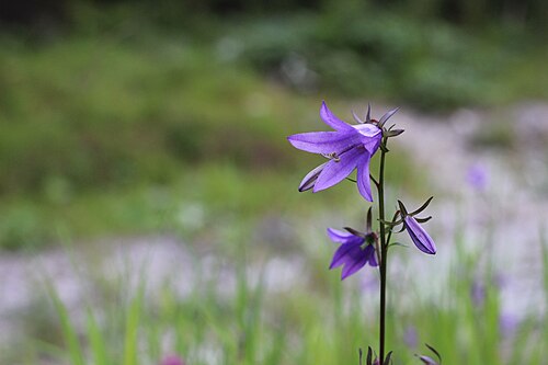 Rampion bellflower: Acker-Glockenblume