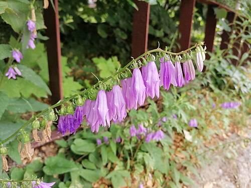 Rampion bellflower: Creeping bellflower (Campanula rapunculoides L.), Bytom, Poland.