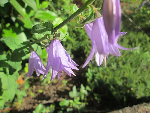Rampion bellflower: Acker-Glockenblume ( Campanula rapunculoides ) in Brebach