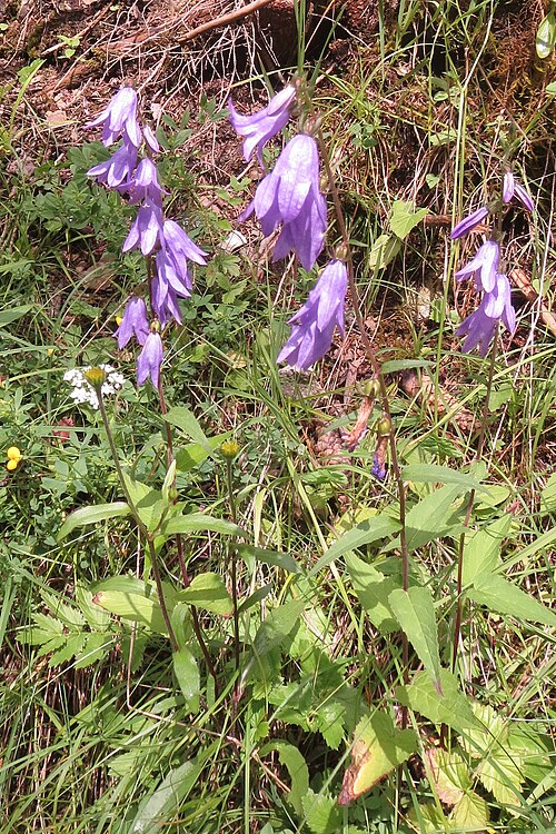 Rampion bellflower: A campanula